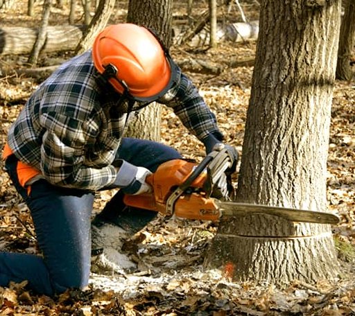 Tree Removal in Windsor, IL